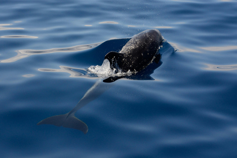 Estepona Sailing and Marine Nature Experience