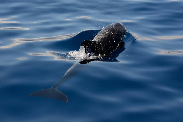 Estepona Sailing and Marine Nature Experience