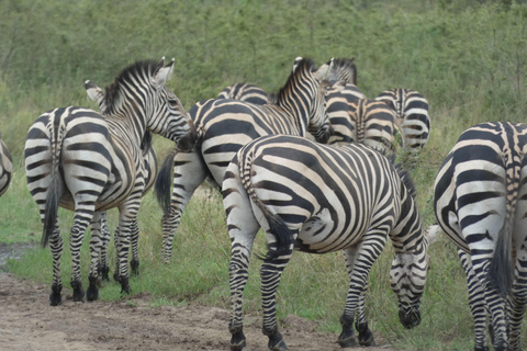 Kigali: Safari w Parku Narodowym Akagera - 1-dniowa wycieczka