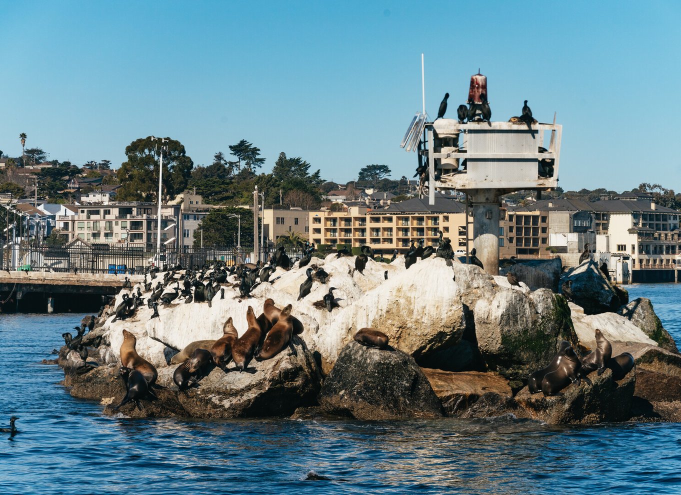 Monterey Bay: Tur med hvalsafari