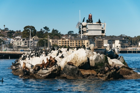Monterey: Whale-Watching-Tour in der Monterey BayMorgendliche Whale-Watching-Tour im Winter