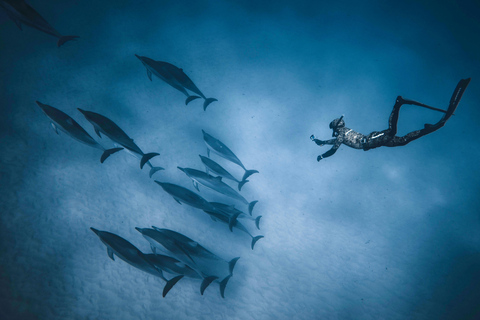 Hurghada: All-Inclusive Elite VIP Dolphin House & Massage Including Transfer from Hurghada