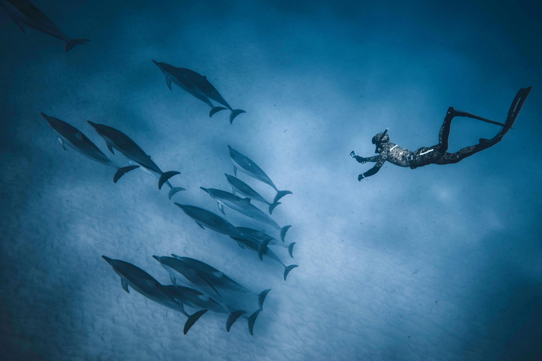 Hurghada: All-Inclusive Elite VIP Dolphin House & Massage Including Transfer from Hurghada