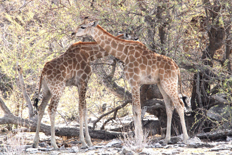 Windhoek: 3-Day Guided Safari in Etosha with Lodge