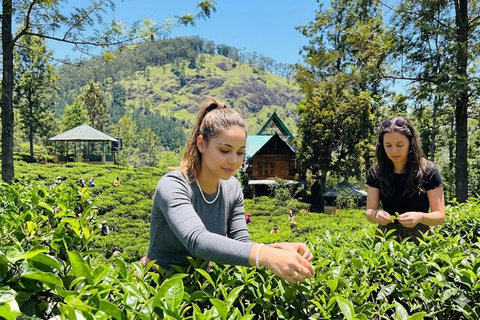 Ella: Be a Tea Farmer for a Day with Tuk-Tuk Tour & Tasting Ella: Be a Tea Farmer for a Day with Tuk-Tuk & Tasting