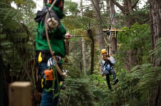 Coromandel: Geführte Zipline-Tour-Erfahrung