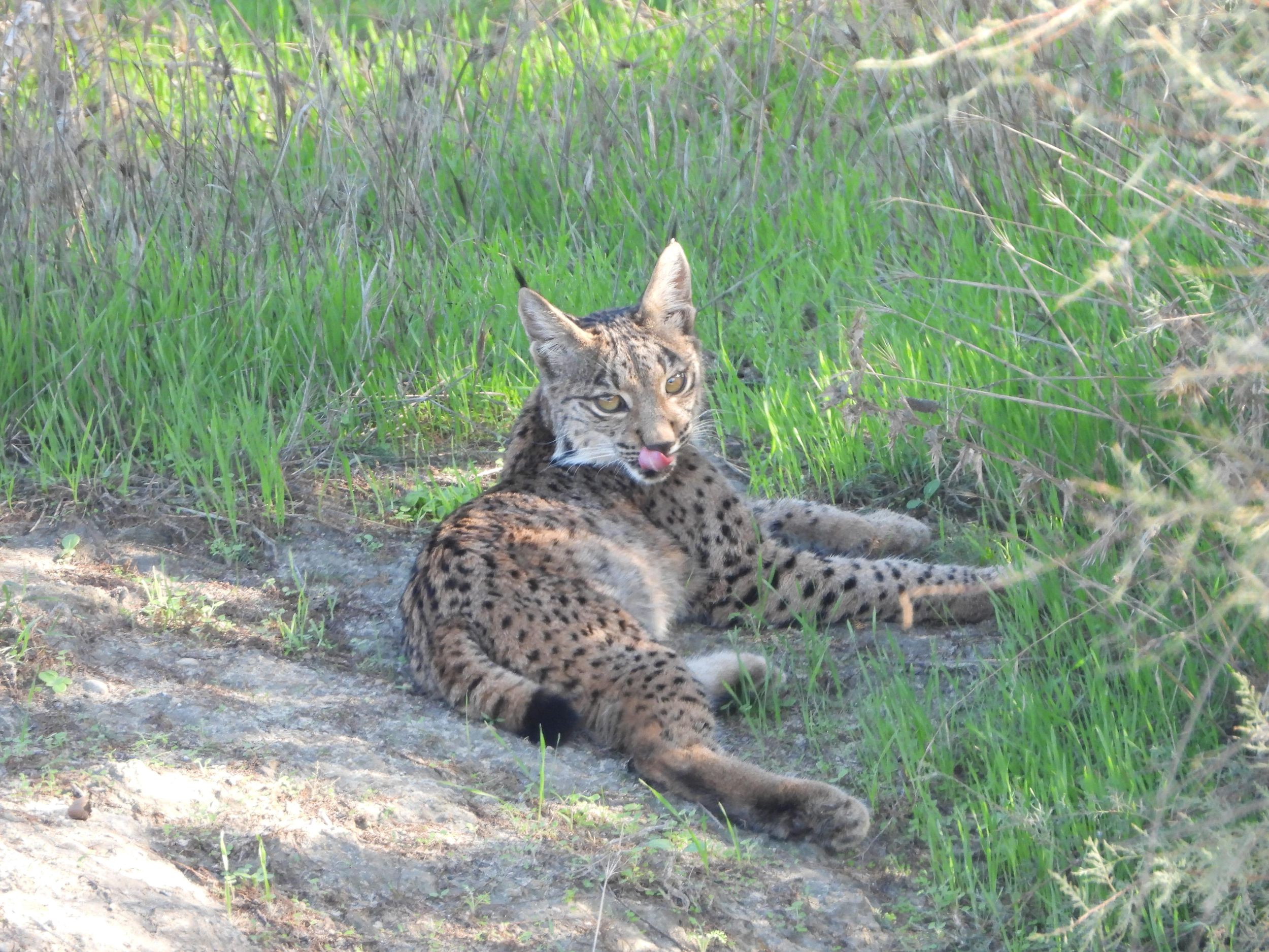 El Rocío: Doñana National Park 4x4 Geführte Tour