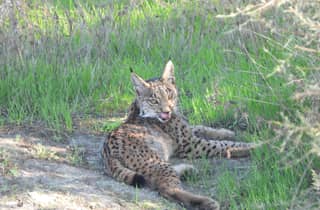 El Rocío: Doñana National Park 4x4 Geführte Tour