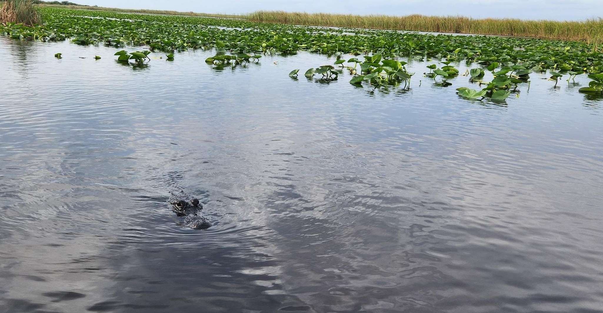 Miami: Everglades Airboat, Gator Encounter & Bus Transfer photo 10