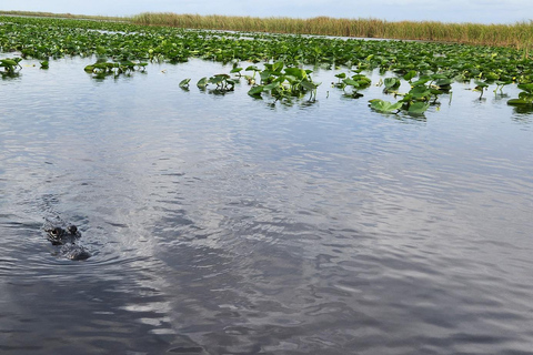 Miami: Everglades Airboat, Gator Encounter & Bus Transfer