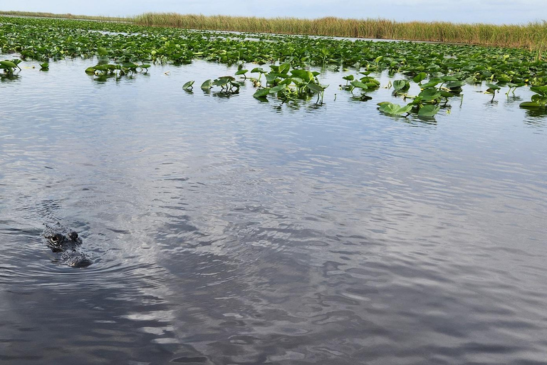 Miami: Everglades Airboat, Gator Encounter & Bus Transfer