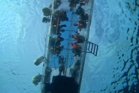 Cozumeltastic: Clear Boat Sightseeing Tour in Cozumel Cozumeltastic: Transparent Boat Tour in Cozumel