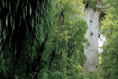 Bay of Islands: Full-Day Rainforest Hike, Lunch Included