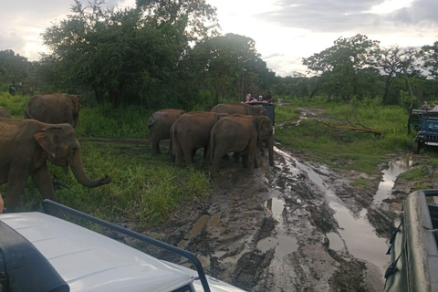 Pasikuda: Polonnaruwa Ruins & Hurulu Eco Park Safari Without Ticket