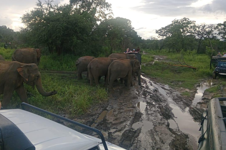 Pasikuda: Polonnaruwa Ruins & Hurulu Eco Park Safari Without Ticket