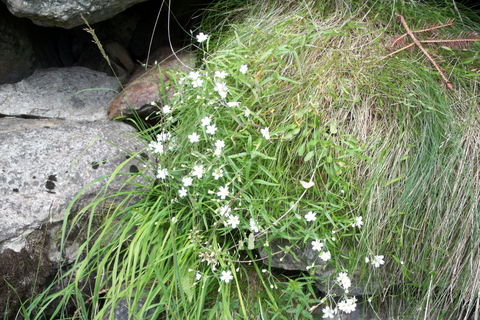 THE BOTANICAL GARDENS OF AOSTA VALLEY BOTANICAL GARDENS IN AOSTA VALLEY