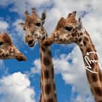 Cracovia: visita allo zoo con passaggio e ritorno in hotel