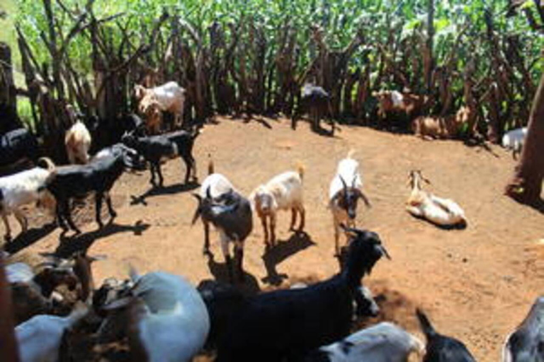 Hazyview: South Africa, Mozambique, & Eswatini 8-Day Safari