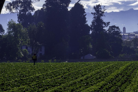 Bogotá & Andes: Trekking Chía, Tenjo, & Indigenous Heritage