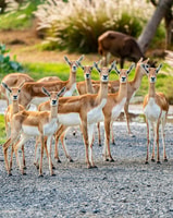 Dubai, Dubai Safari Park - Housity