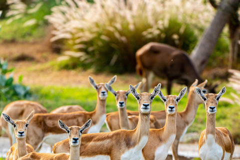 Dubaï : Carte d&#039;entrée au parc Safari de DubaïLaissez-passer pour le parc Safari