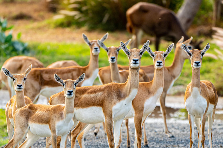 Dubai: Inträdesbiljett till Dubai Safari ParkSafari Park Pass