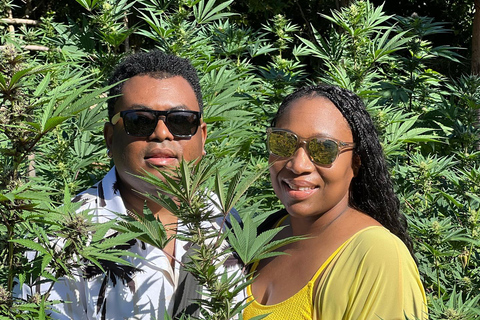 Marijuana Farm TourFrom Grand Palladium/ Lady Hamilton