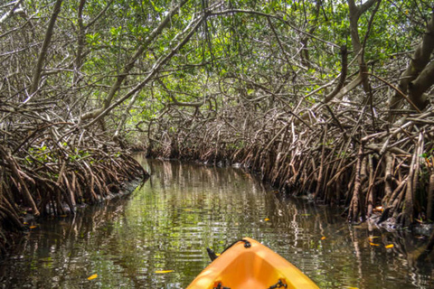 Zanzibar: wycieczka kajakowa z przewodnikiem po mangrowcach wyspy UziWycieczka prywatna bez odbioru z hotelu i transportu powrotnego