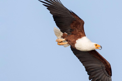 Äthiopien: 10-tägige Vogelbeobachtungstour ab Addis AbebaVogelbeobachtung 10 Tage