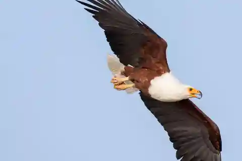 Ethiopia: 10-Day Bird Watching Tour from Addis Ababa