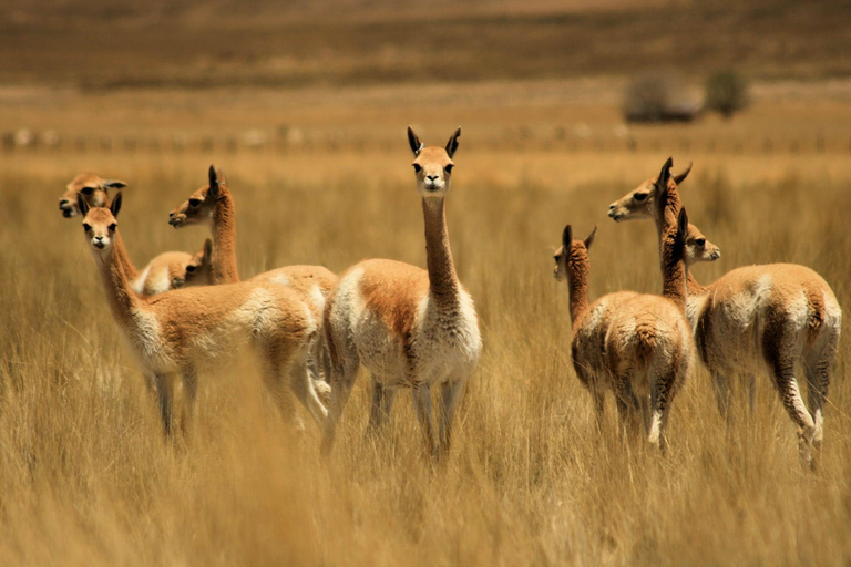 From Arequipa: Colca Valley &amp; Thermal Baths Small-Group Trip