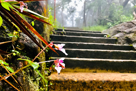 Kandy: Adam's Peak Guided Hike with Snacks and Pickup Nuwaraeliya: Adam's Peak Guided Hike with Snacks and Pickup