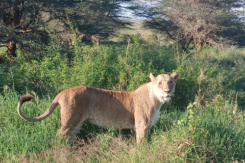 Nairobi: Nationalpark 5 Stunden GruppentourNairobi National Park Halbtages-Pirschfahrt