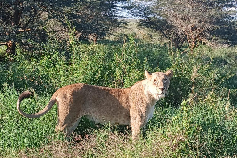 Nairobi: Nationalpark 5 Stunden GruppentourNairobi National Park Halbtages-Pirschfahrt