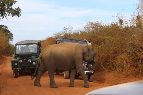 Minneriya: Jeep Safari From Trincomalee
