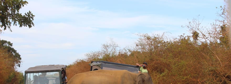 Minneriya : safari en jeep depuis Trincomalee
