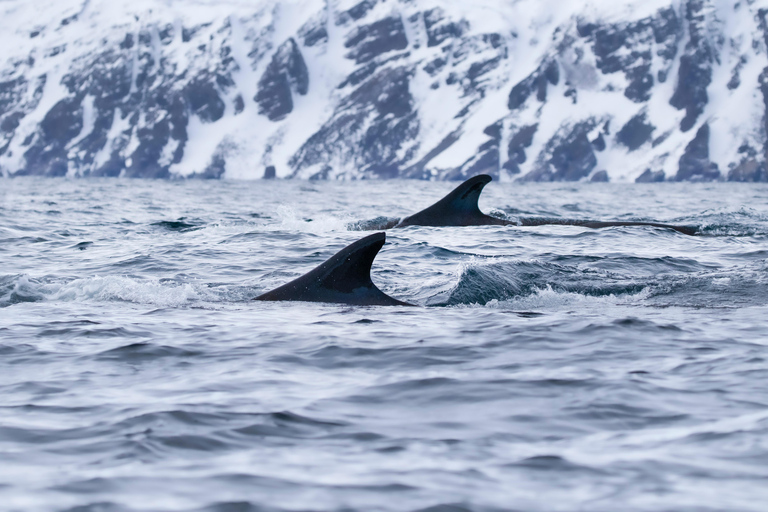 Tromsø: Observación de Orcas y Ballenas Excursión en barco climatizado confortableTromso: Excursión en barco climatizado confortable para avistar orcas y ballenas