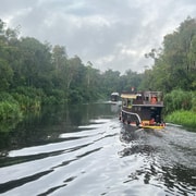 2–3-Day Private Pangkalan Bun Borneo Orangutan River Cruise