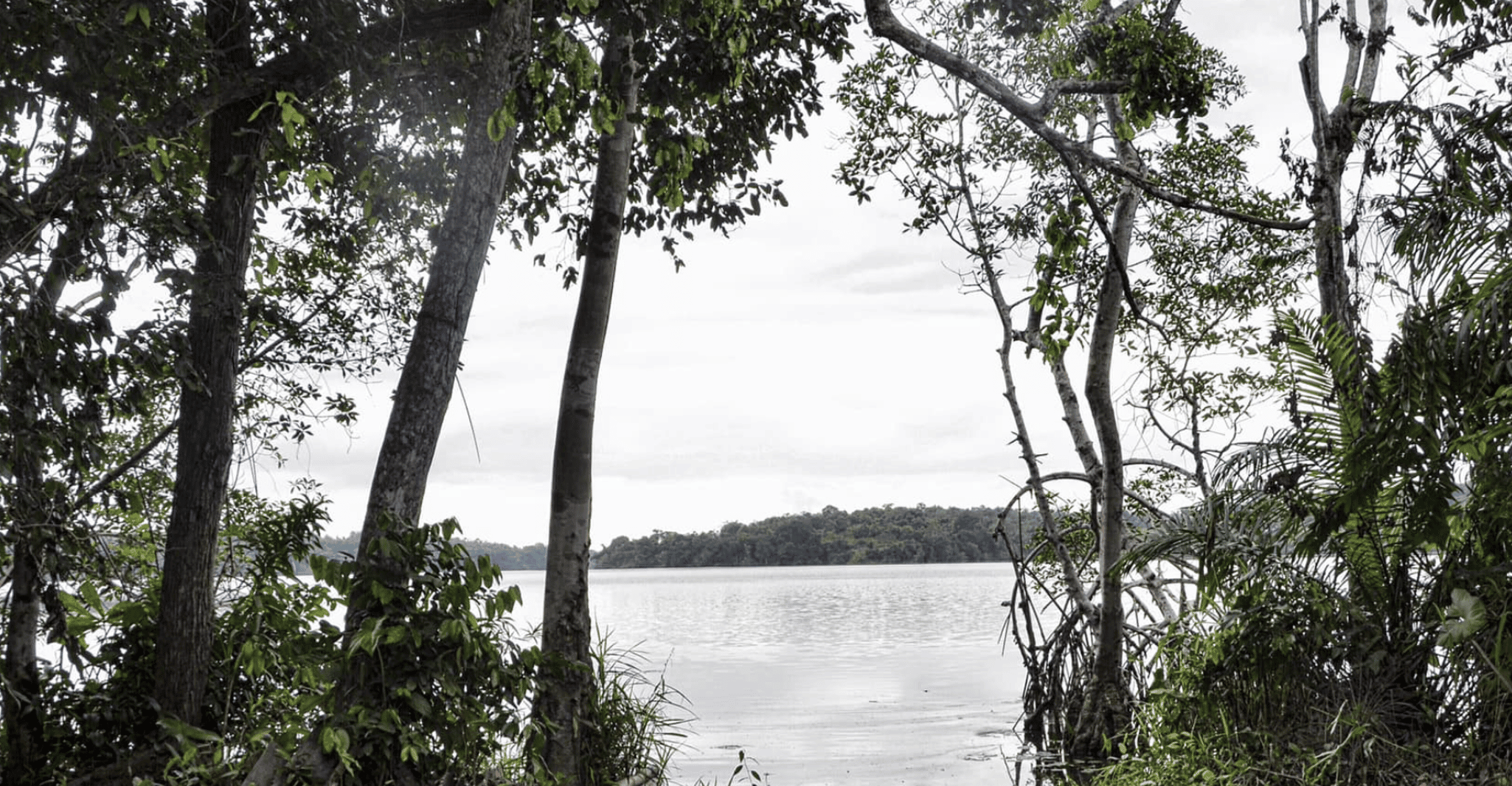 Observation of chimpanzees at Conkouati National Park - Housity