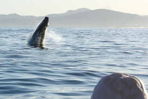 San Jose del Cabo Sunset Whale Watching