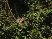 Tortuguero, spot sur la faune nocturne et marche de la jungle - Housity