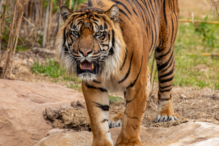 Sydney: Sydney Zoo EintrittskarteSydney: Eintrittskarte für den Zoo von Sydney