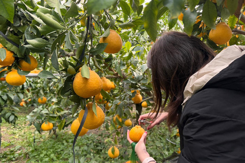 Jeju: Winter SouthWest Tangerine Pick, Snow, Camellia, Tour