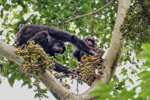 Rwanda: 4-Day Gorilla and Chimpanzee Trekking Tour