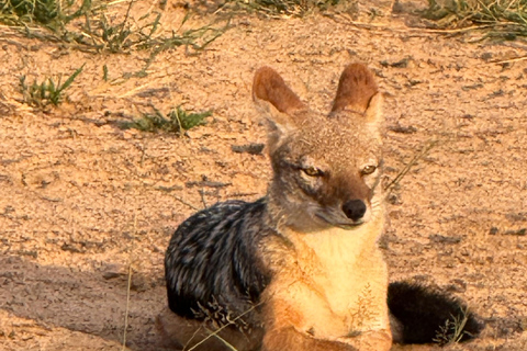 Chobe Overnight Trip (nocna przejażdżka, spacer po wiosce, kemping)