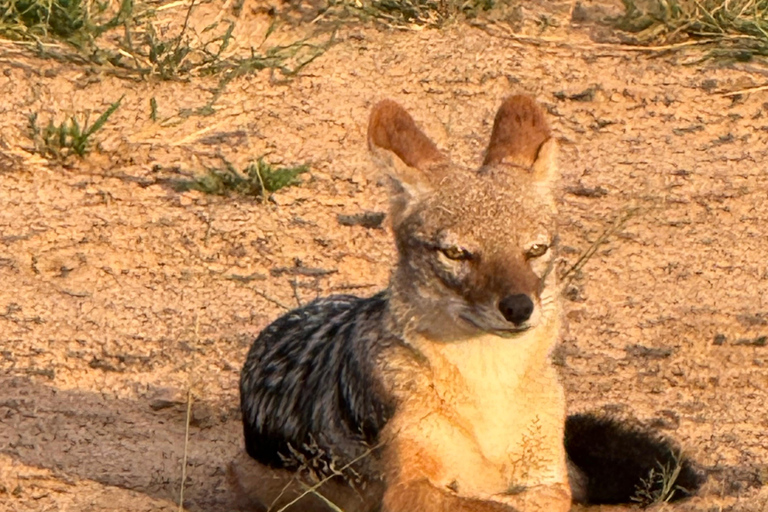 Chobe Overnight Trip (nocna przejażdżka, spacer po wiosce, kemping)