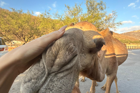 Discover West Salalah: Full-Day Tour by Safari Salalah Tours