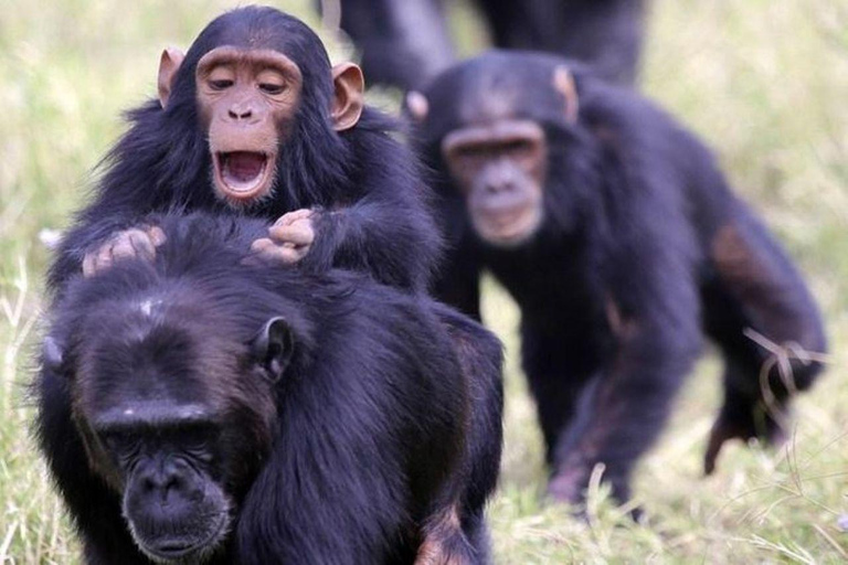 Nairobi: Ol Pejeta Conservancy 2-Day Safari with Meals Private day tour to Ol Pejeta Wildlife Conservancy