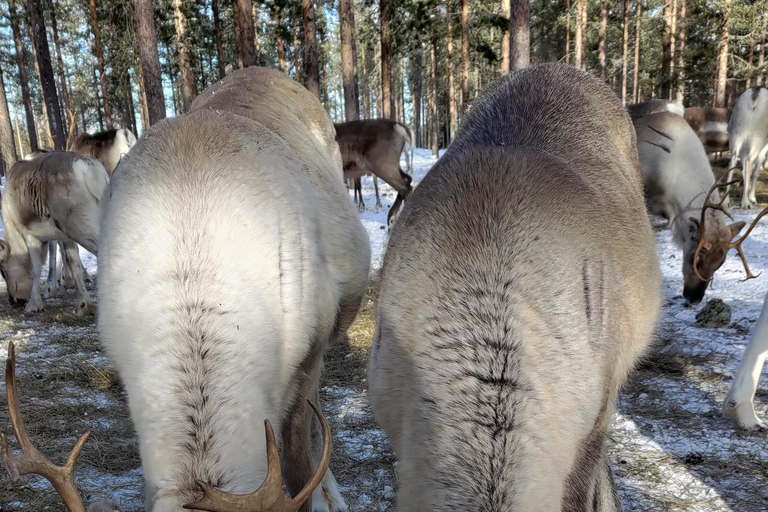 Rovaniemi: visita alla fattoria delle renne ed esperienza culturale