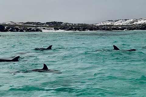 Destin: Destin Dolphin Harbor & Bay Boat Tour